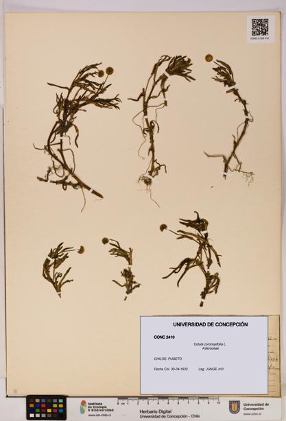 Cotula coronopifolia [Espécimen: UDEC:CONC:0002410]