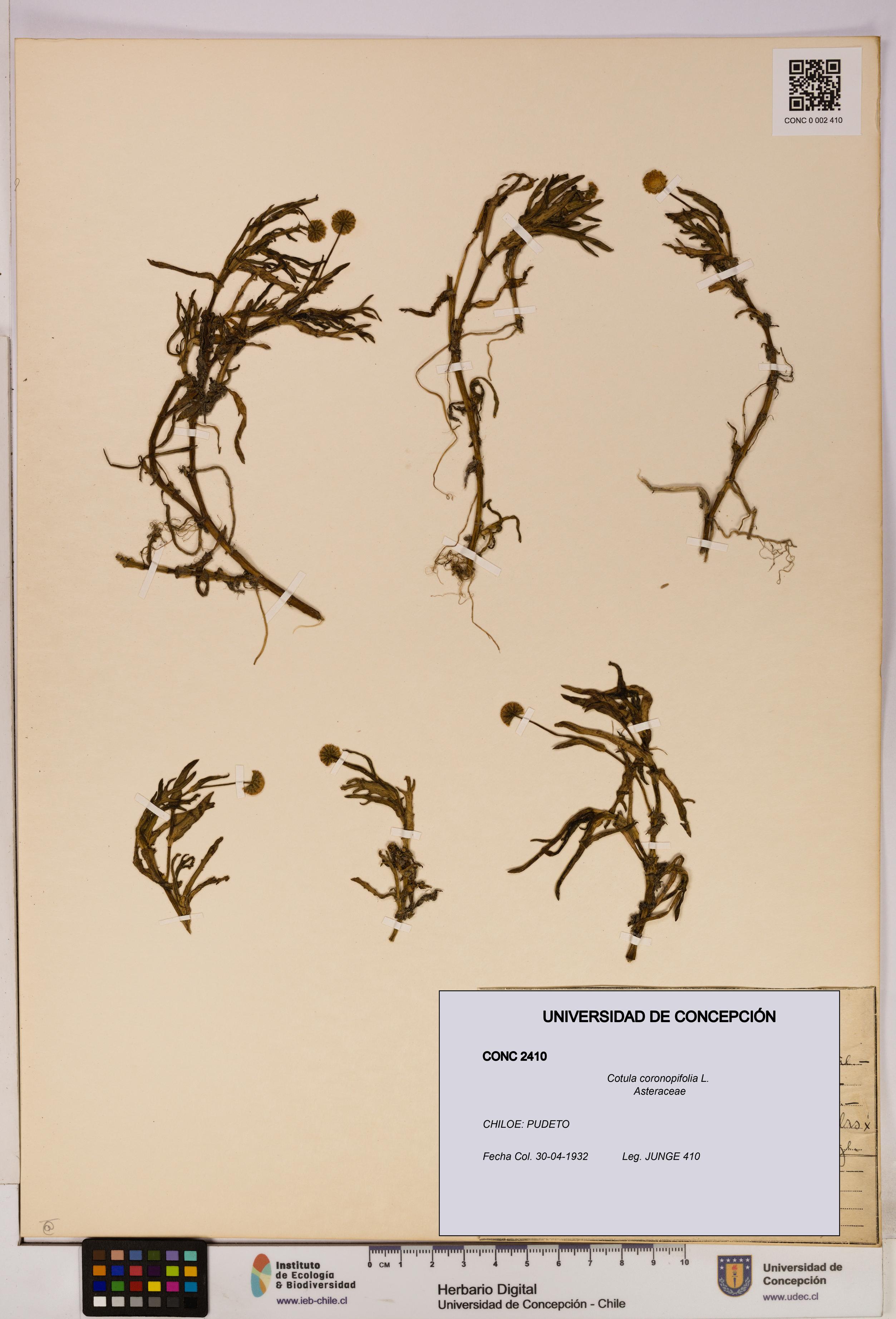 Cotula coronopifolia [Espécimen: UDEC:CONC:0002410]
