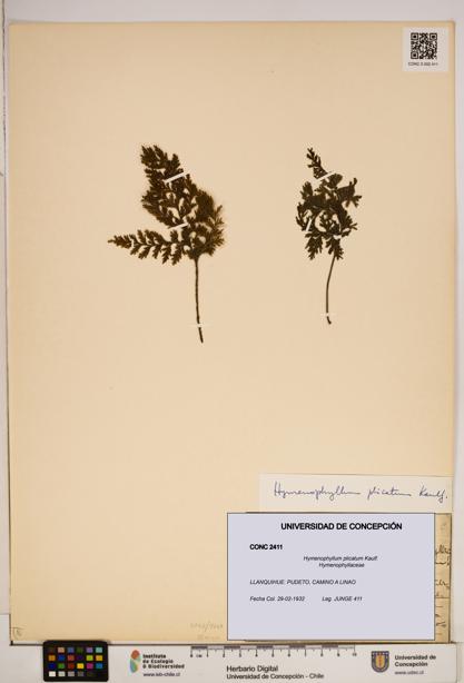 Hymenophyllum plicatum [Espécimen: ]