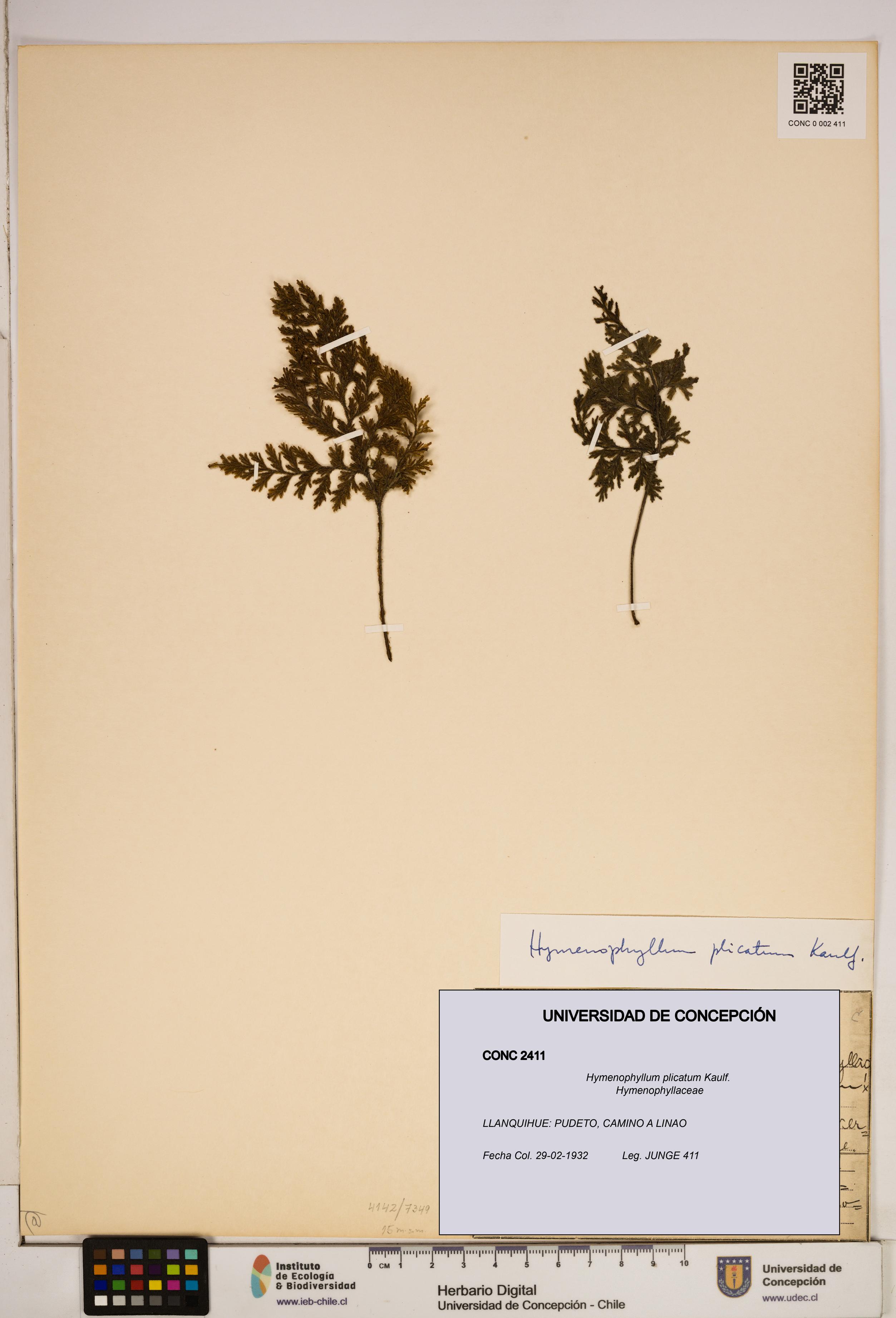 Hymenophyllum plicatum [Espécimen: ]