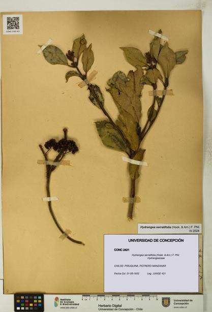 Hydrangea serratifolia [Espécimen: UDEC:CONC:0002421]