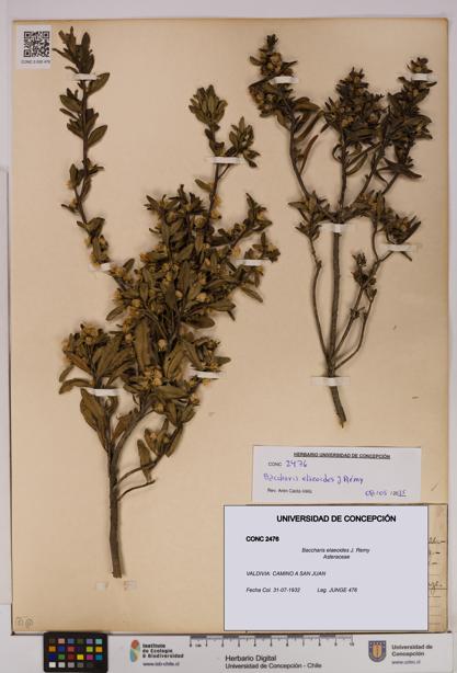 Baccharis elaeoides [Espécimen: UDEC:CONC:0002476]