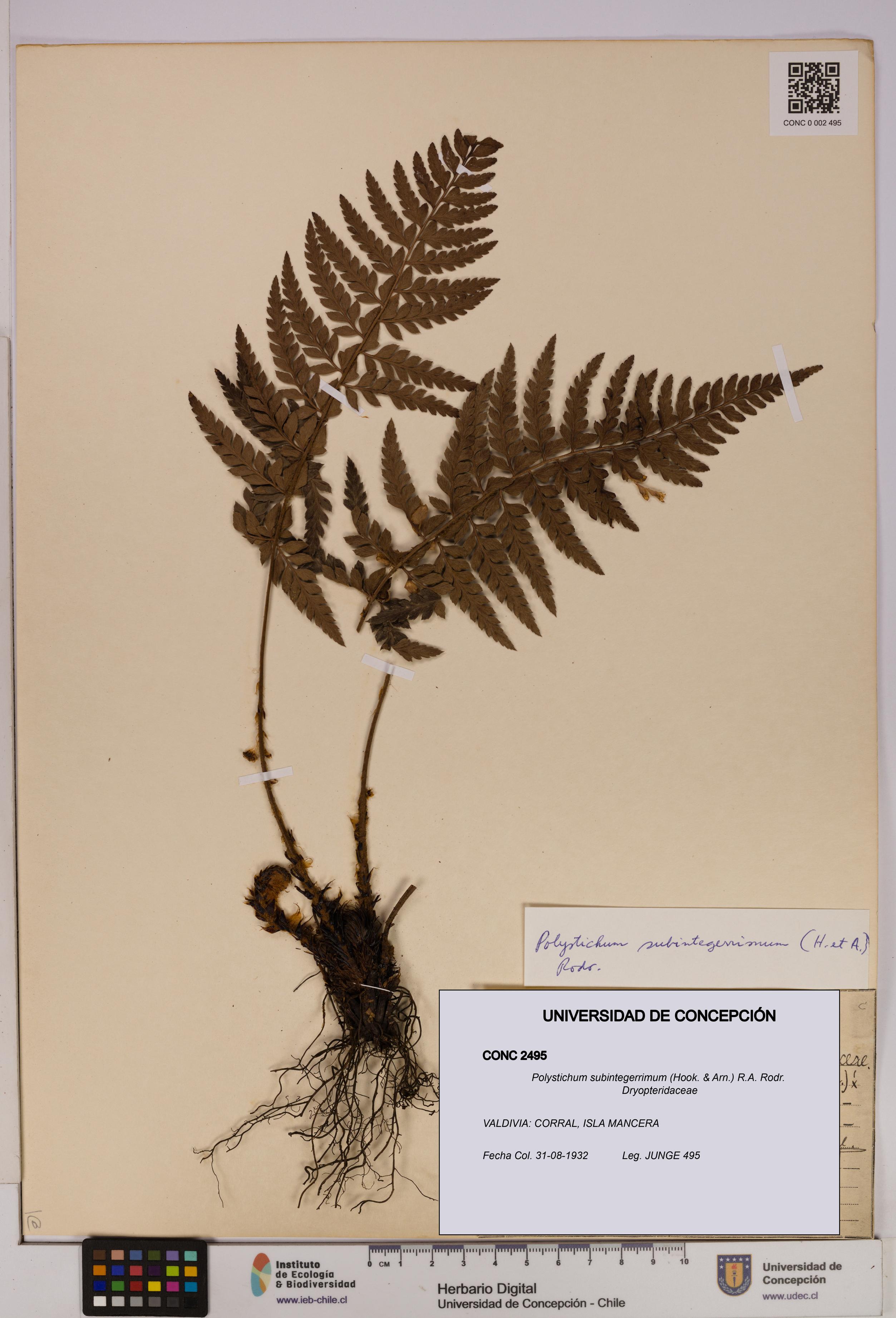 Polystichum subintegerrimum [Espécimen: UDEC:CONC:0002495]