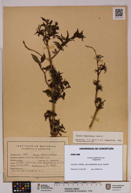 Fuchsia magellanica [Espécimen: UDEC:CONC:0002498]