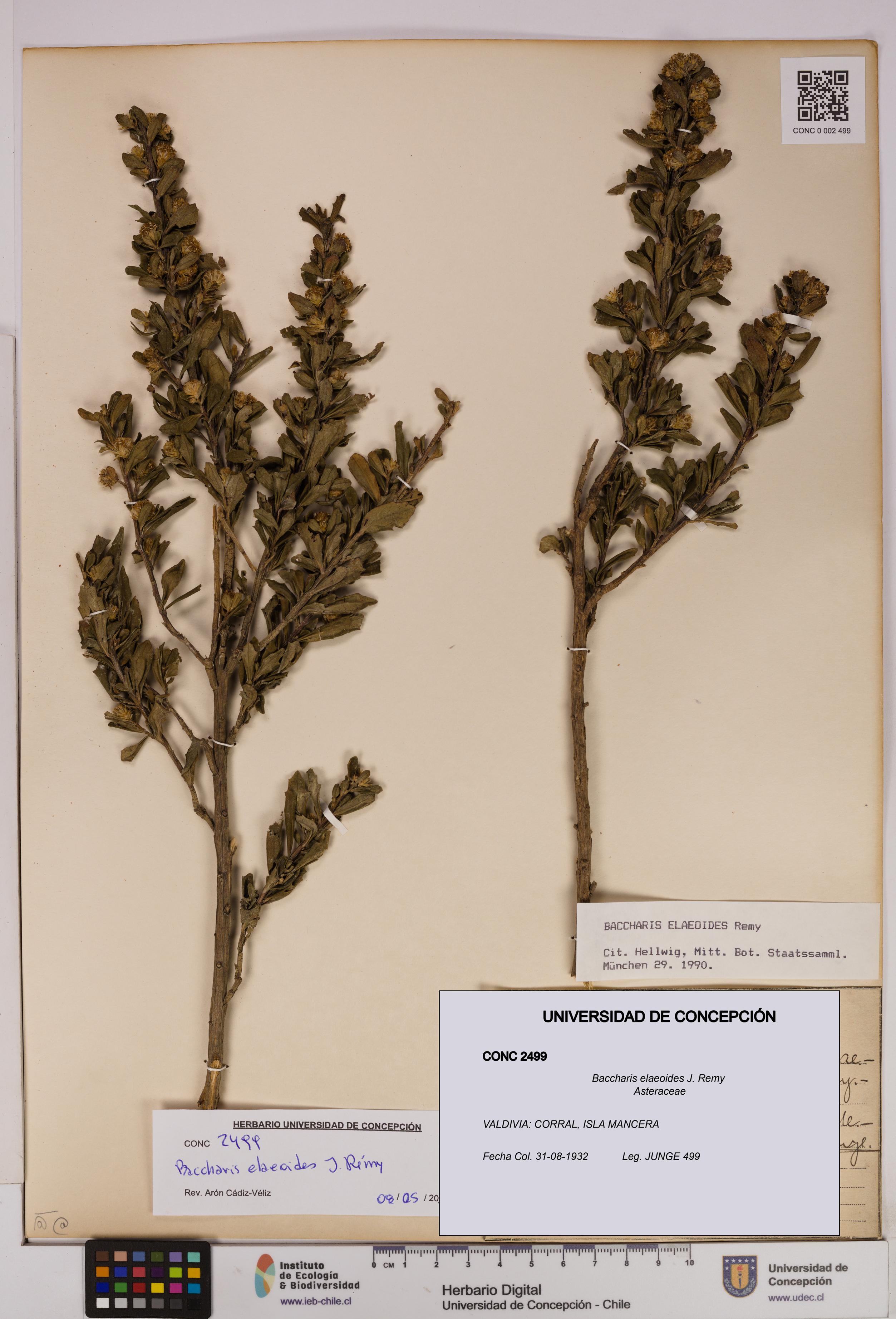 Baccharis elaeoides [Espécimen: UDEC:CONC:0002499]