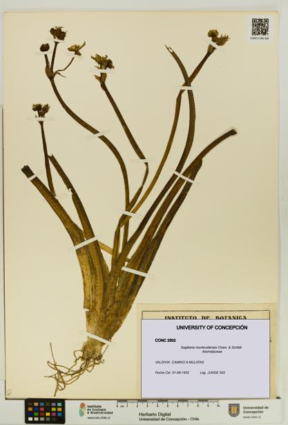 Sagittaria montevidensis [Espécimen: UDEC:CONC:0002502]