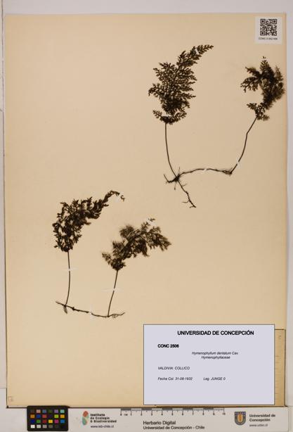 Hymenophyllum dentatum [Espécimen: UDEC:CONC:0002506]