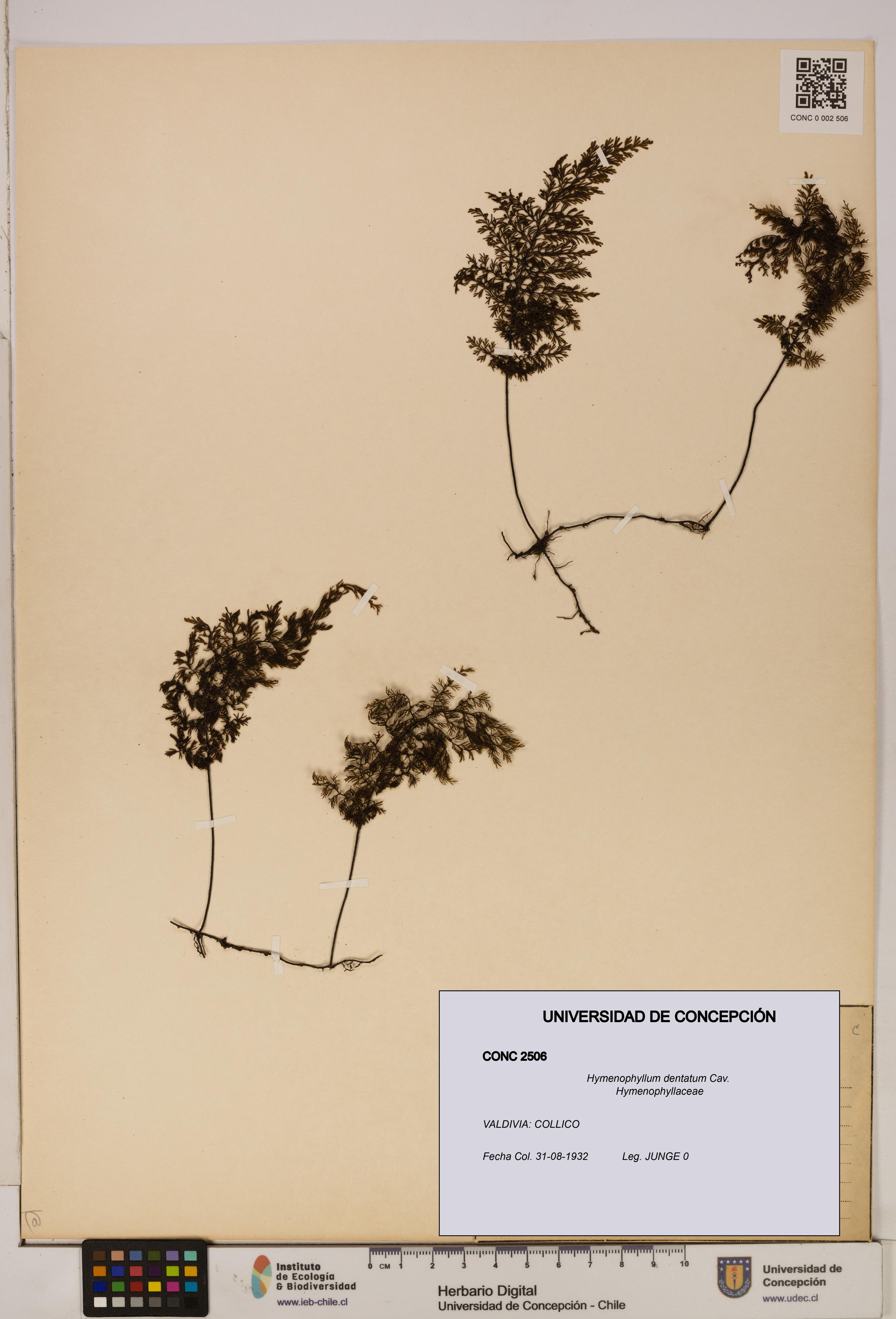 Hymenophyllum dentatum [Espécimen: UDEC:CONC:0002506]