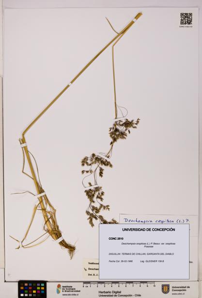 Deschampsia cespitosa var. cespitosa [Espécimen: UDEC:CONC:0002510]