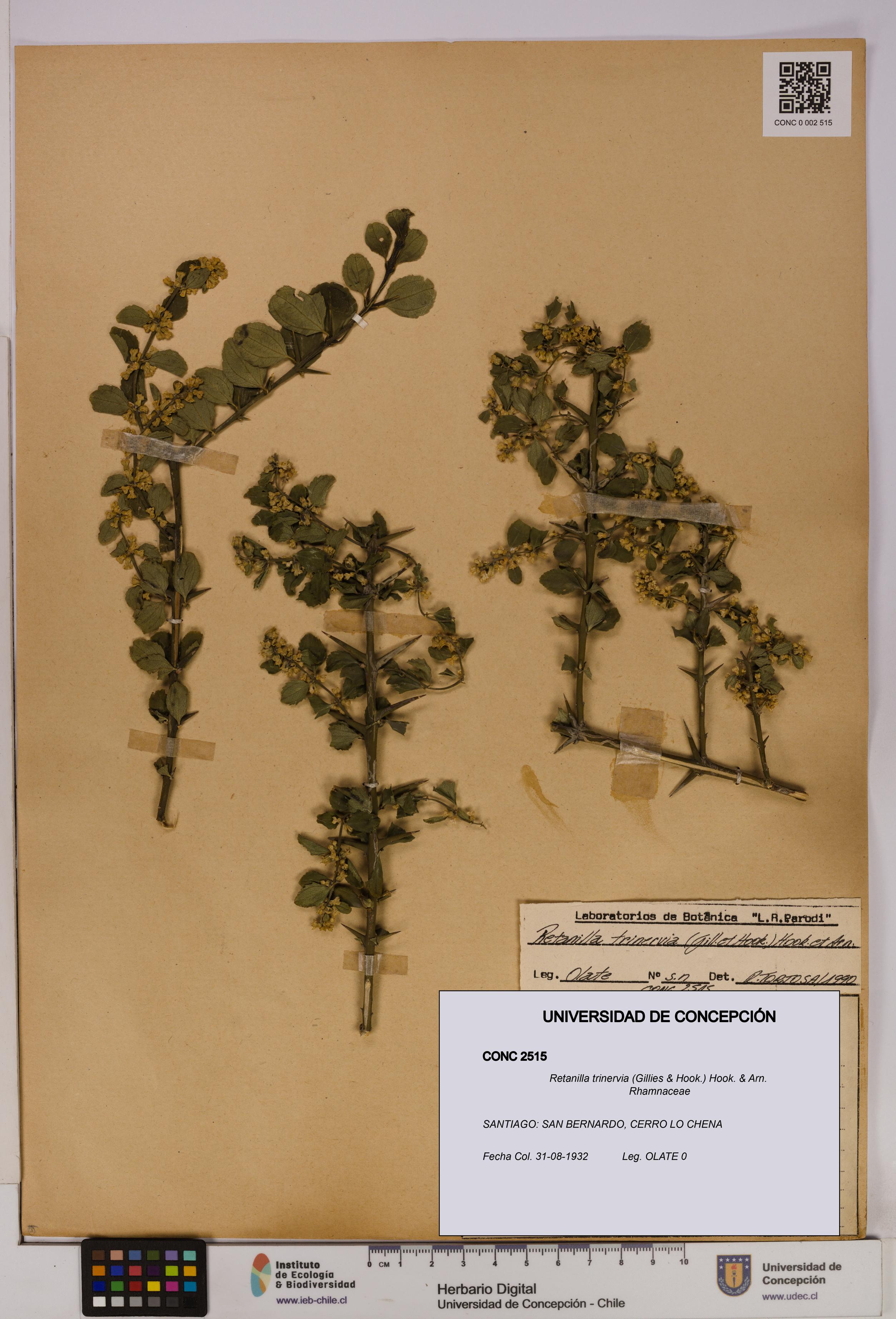 Retanilla trinervia [Espécimen: UDEC:CONC:0002515]