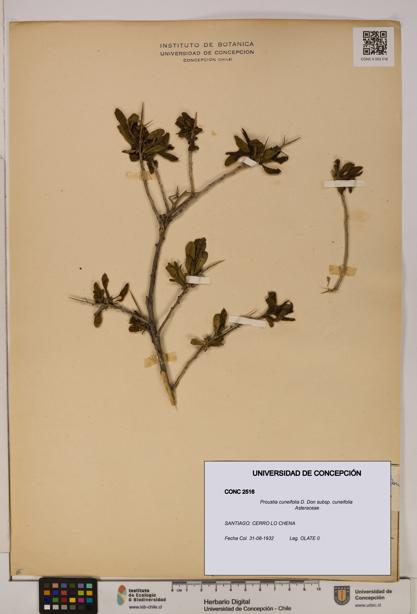 Proustia cuneifolia subsp. cuneifolia [Espécimen: UDEC:CONC:0002516]