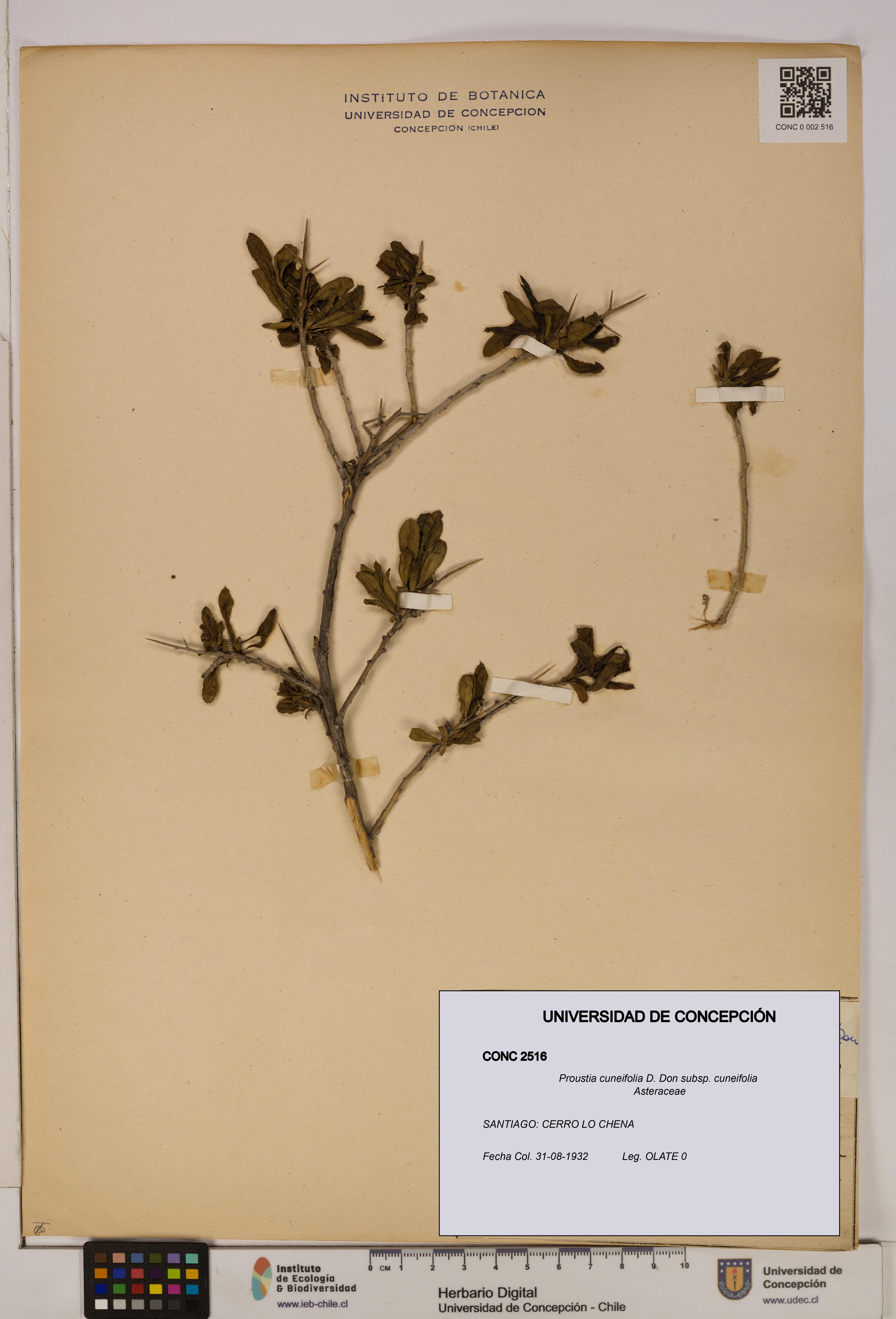 Proustia cuneifolia subsp. cuneifolia [Espécimen: UDEC:CONC:0002516]