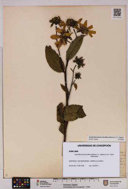 Austroflourensia thurifera [Espécimen: UDEC:CONC:0002523]