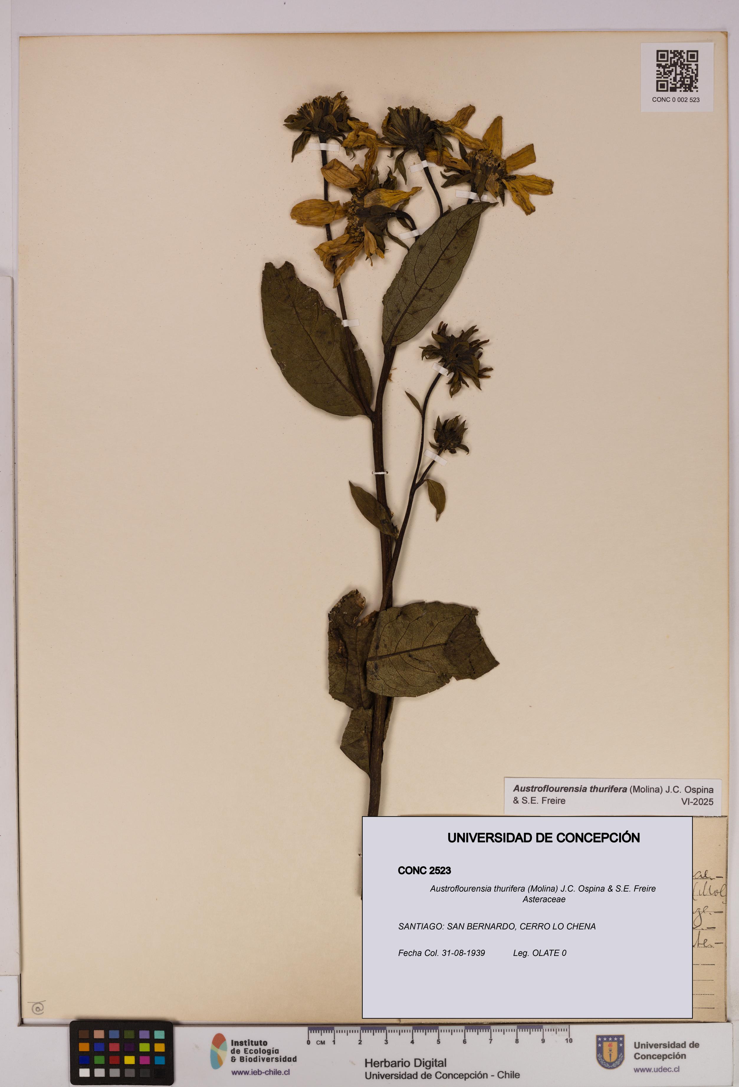 Austroflourensia thurifera [Espécimen: UDEC:CONC:0002523]