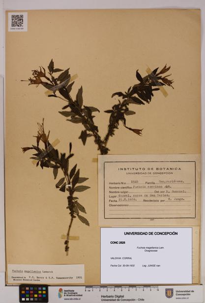 Fuchsia magellanica [Espécimen: UDEC:CONC:0002525]