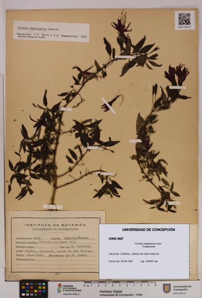 Fuchsia magellanica [Espécimen: UDEC:CONC:0002527]