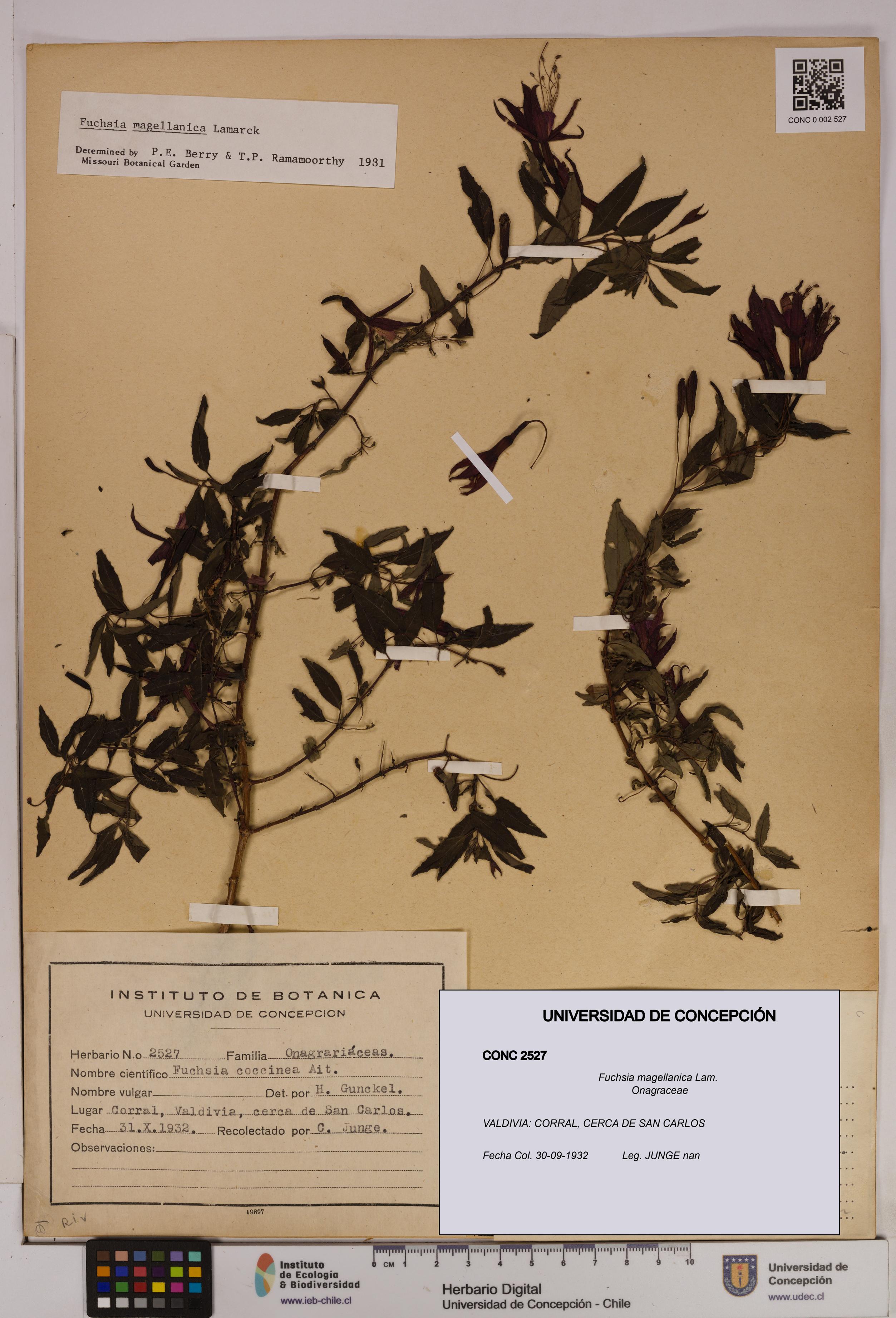 Fuchsia magellanica [Espécimen: UDEC:CONC:0002527]