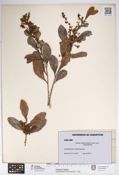 Lithraea caustica [Espécimen: UDEC:CONC:0002530]