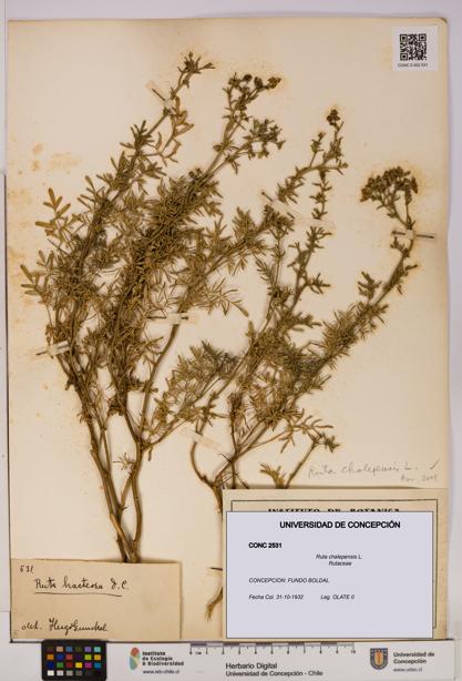 Ruta chalepensis [Espécimen: UDEC:CONC:0002531]