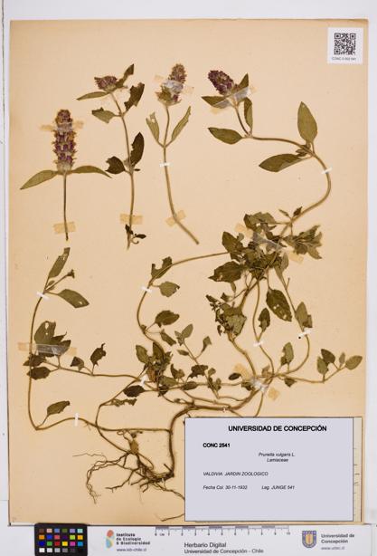 Prunella vulgaris [Espécimen: ]