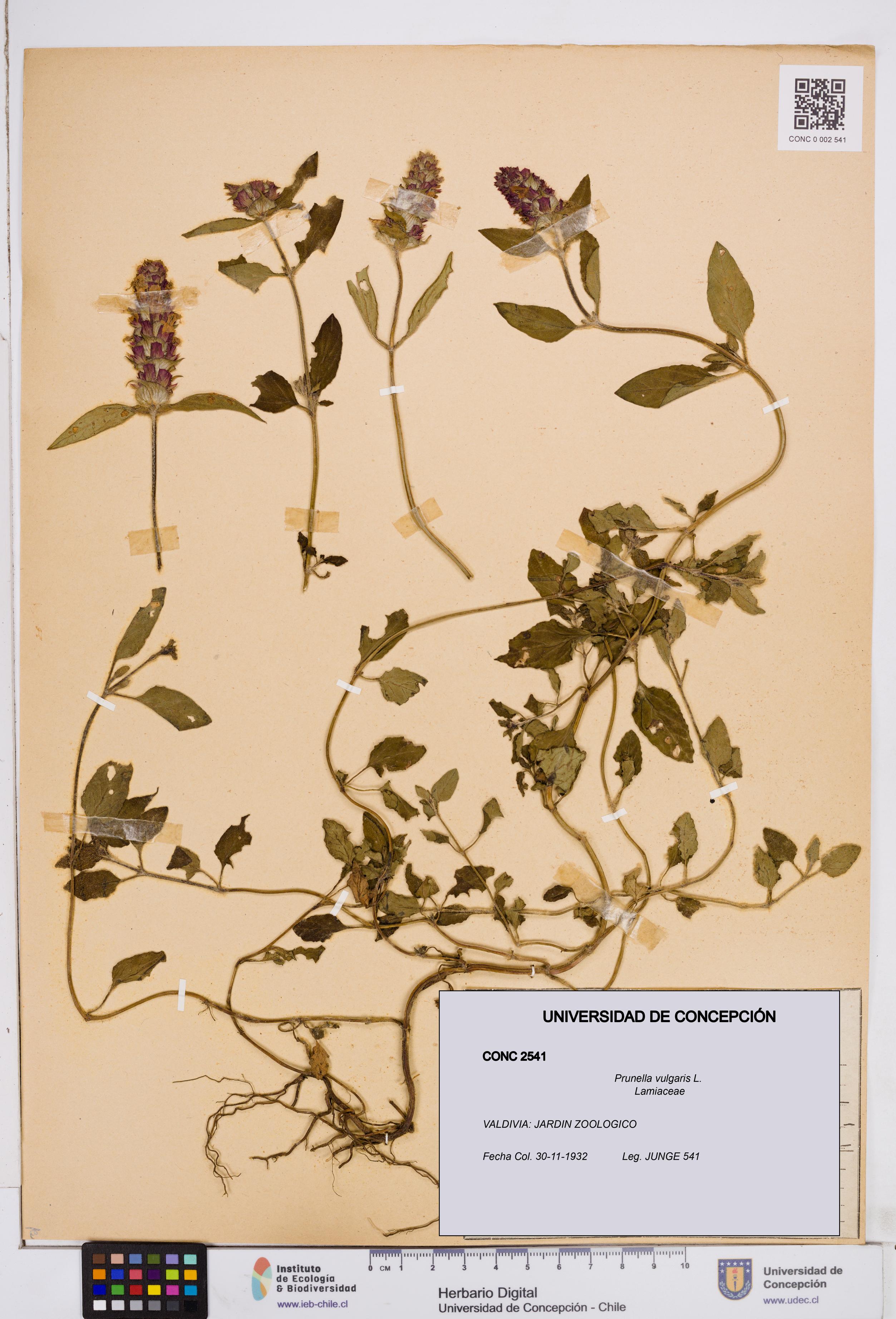 Prunella vulgaris [Espécimen: ]