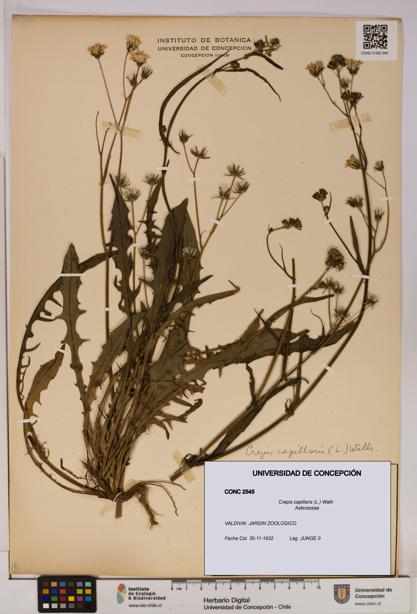 Crepis capillaris [Espécimen: UDEC:CONC:0002545]