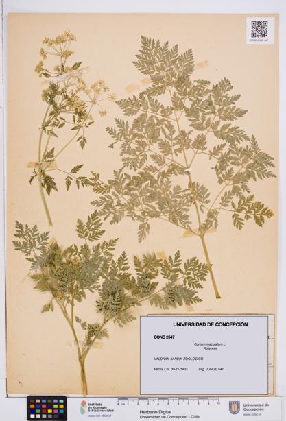 Conium maculatum [Espécimen: ]