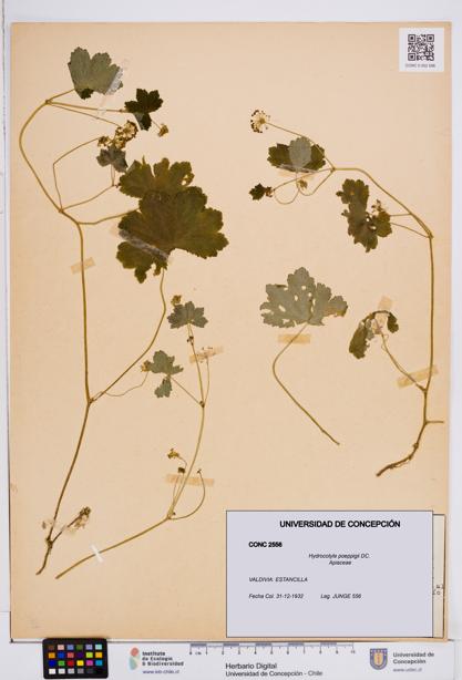 Hydrocotyle poeppigii [Espécimen: ]