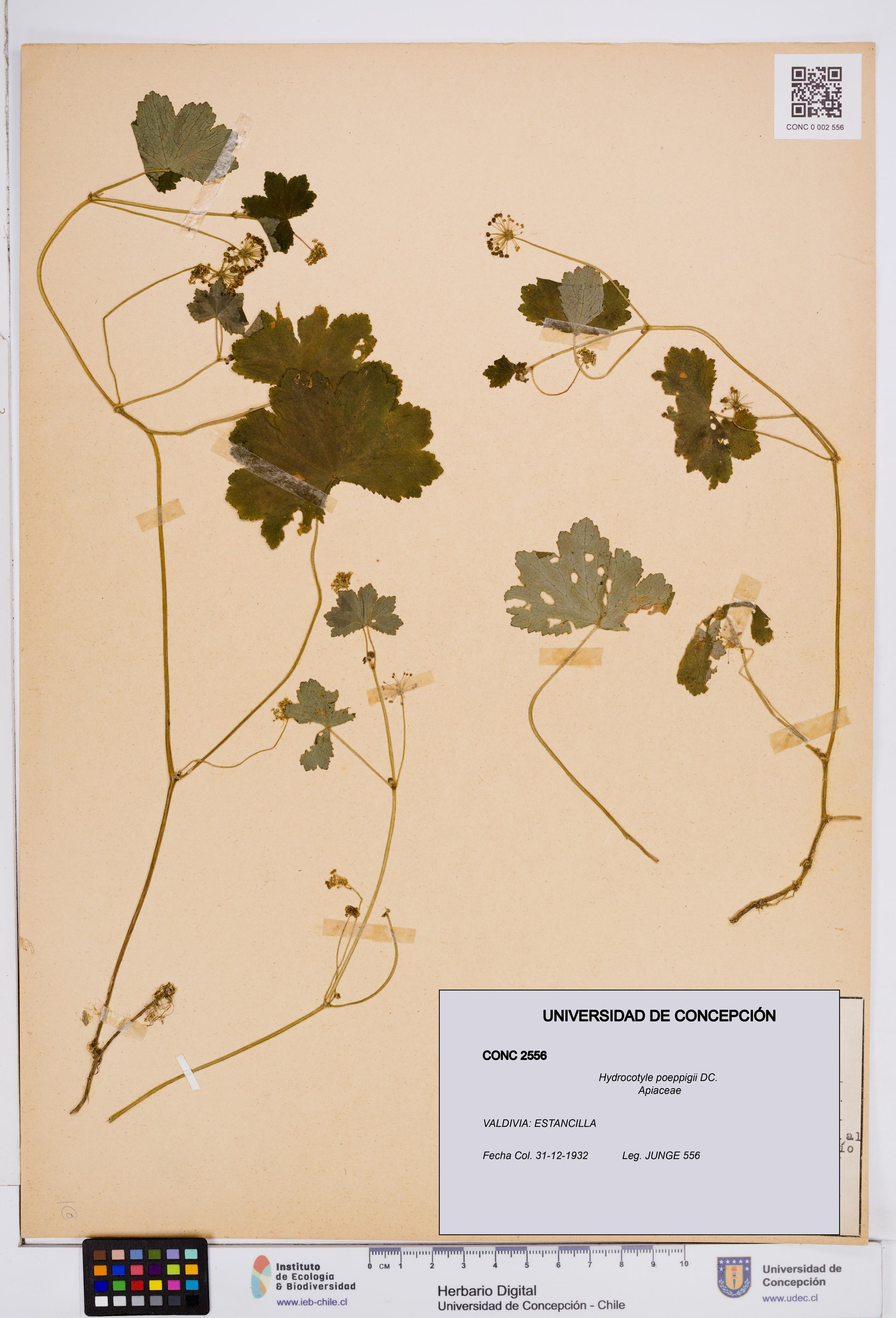 Hydrocotyle poeppigii [Espécimen: ]