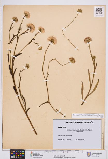 Symphyotrichum vahlii [Espécimen: ]