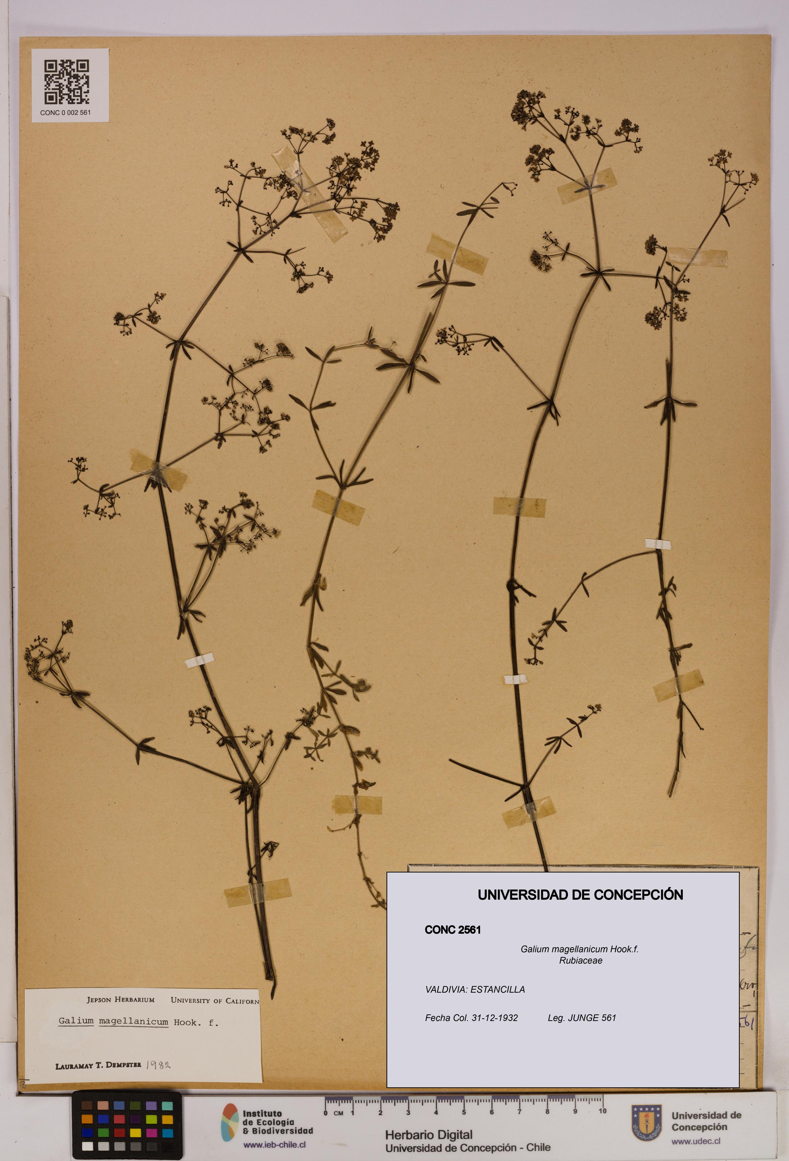 Galium magellanicum [Espécimen: UDEC:CONC:0002561]