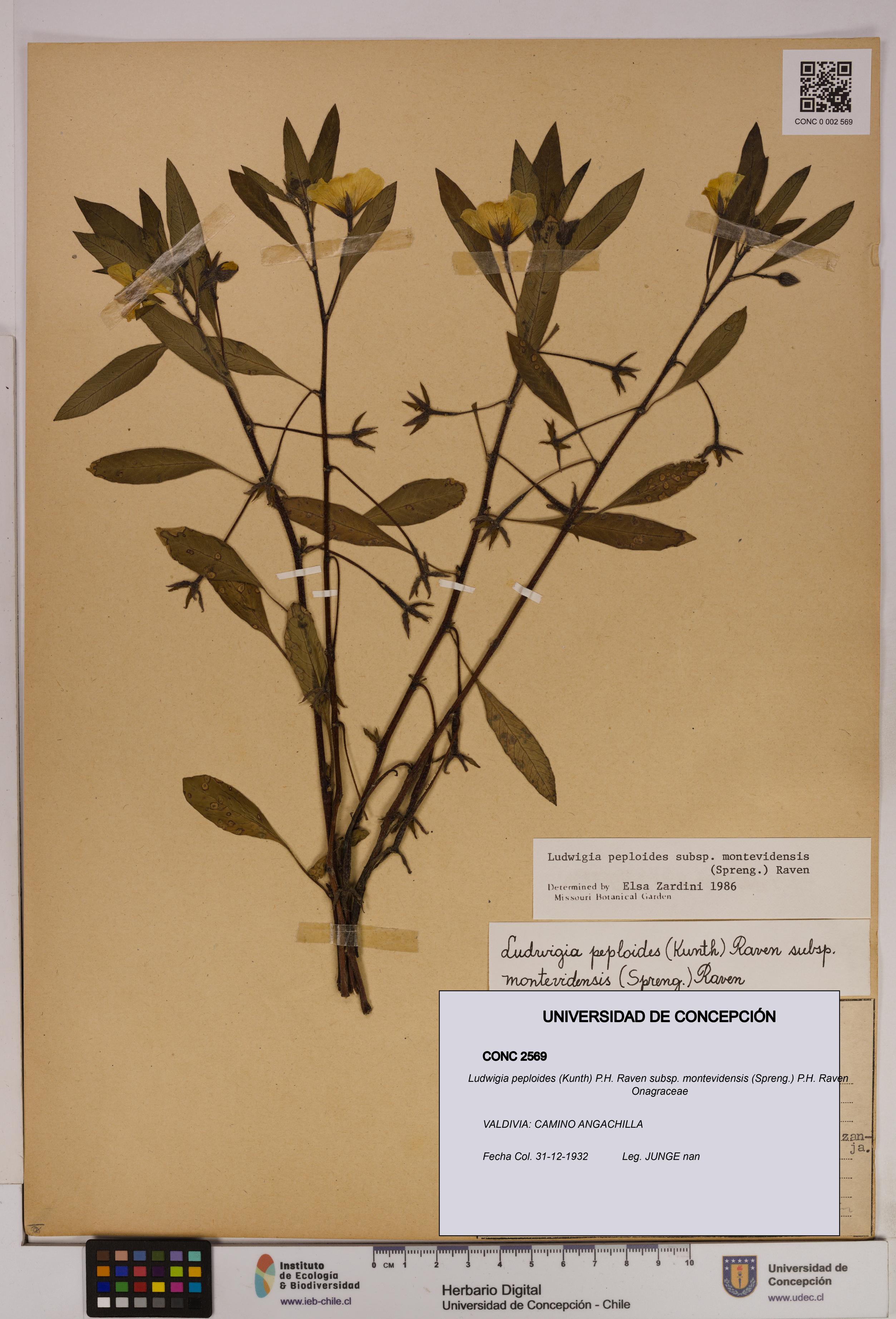 Ludwigia peploides [Espécimen: UDEC:CONC:0002569]