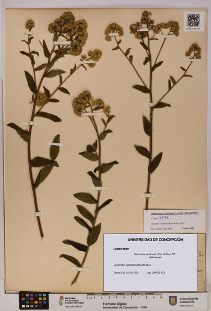 Baccharis racemosa [Espécimen: UDEC:CONC:0002572]
