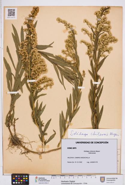 Solidago chilensis [Espécimen: ]