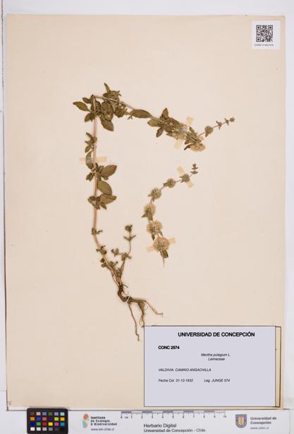 Mentha pulegium [Espécimen: ]