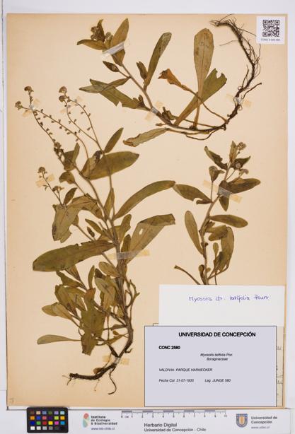 Myosotis latifolia [Espécimen: ]