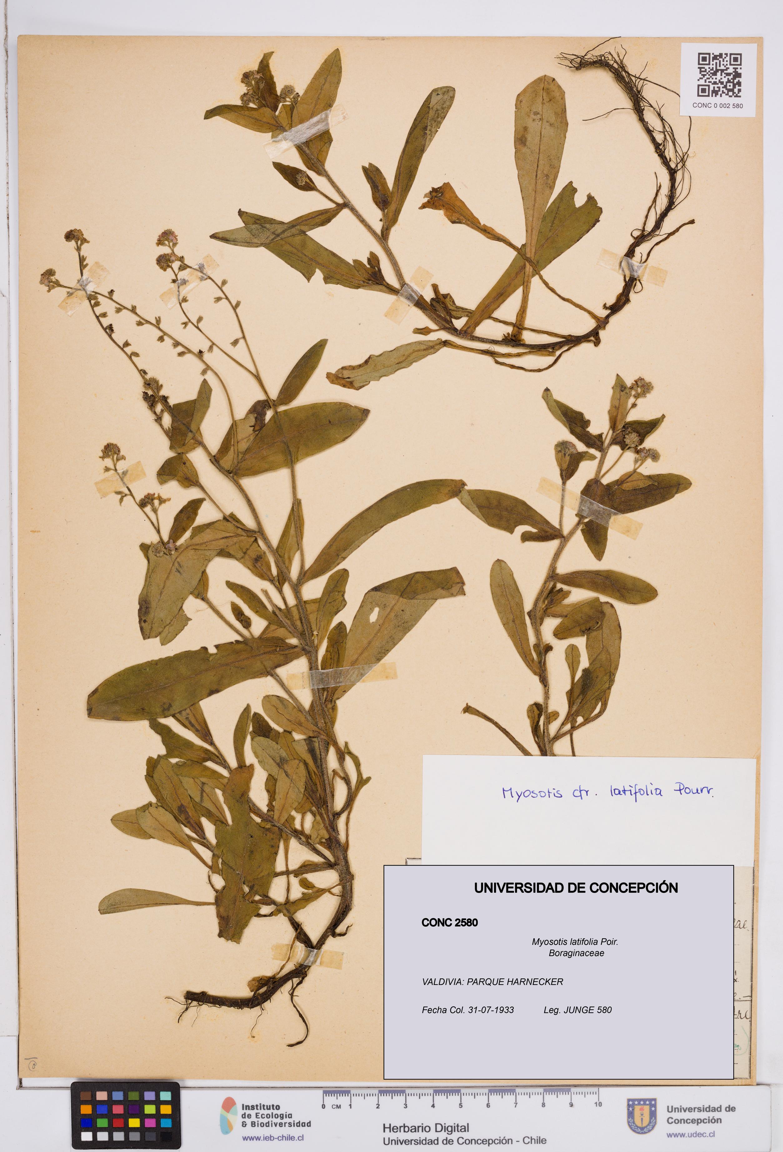Myosotis latifolia [Espécimen: ]