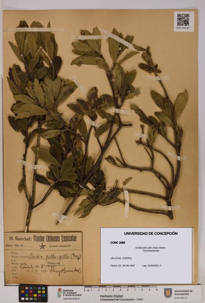 Ovidia pillo-pillo [Espécimen: UDEC:CONC:0002585]