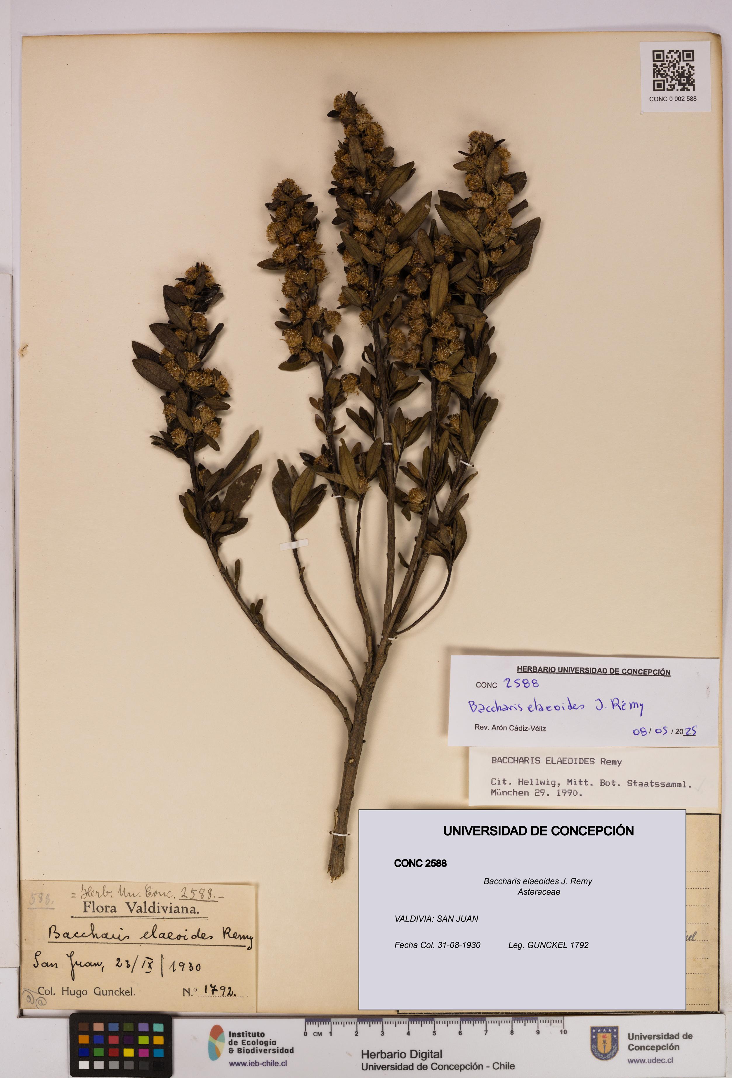 Baccharis elaeoides [Espécimen: UDEC:CONC:0002588]
