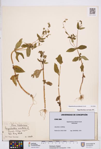 Sigesbeckia jorullensis [Espécimen: ]