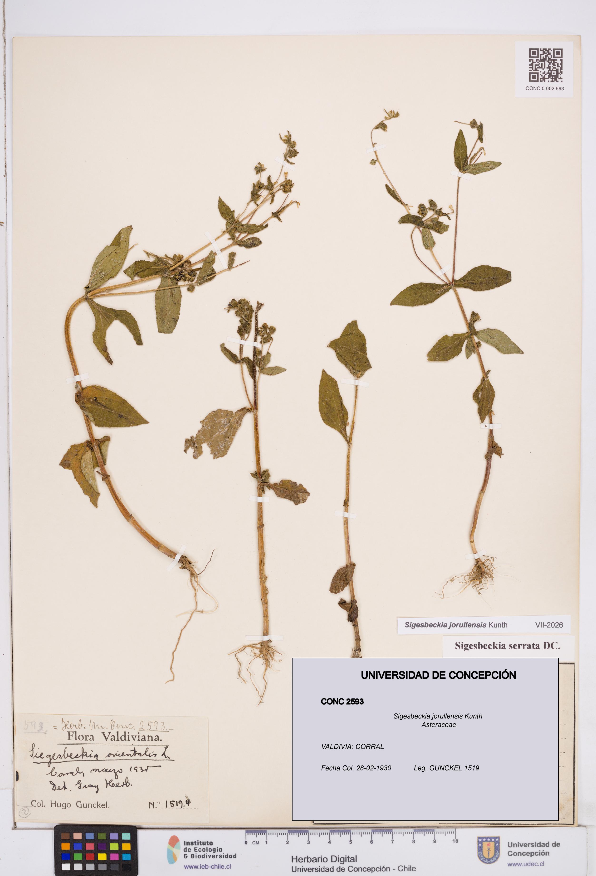 Sigesbeckia jorullensis [Espécimen: ]