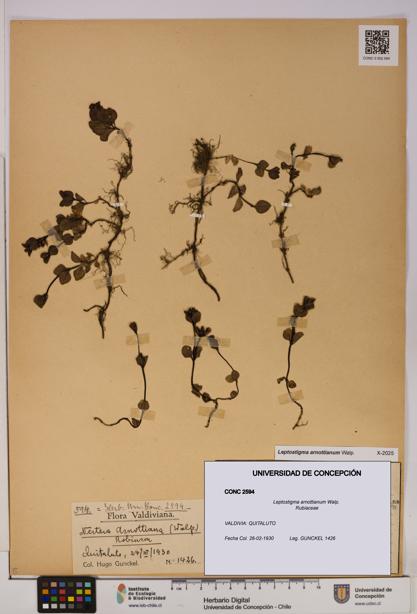 Leptostigma arnottianum [Espécimen: UDEC:CONC:0002594]