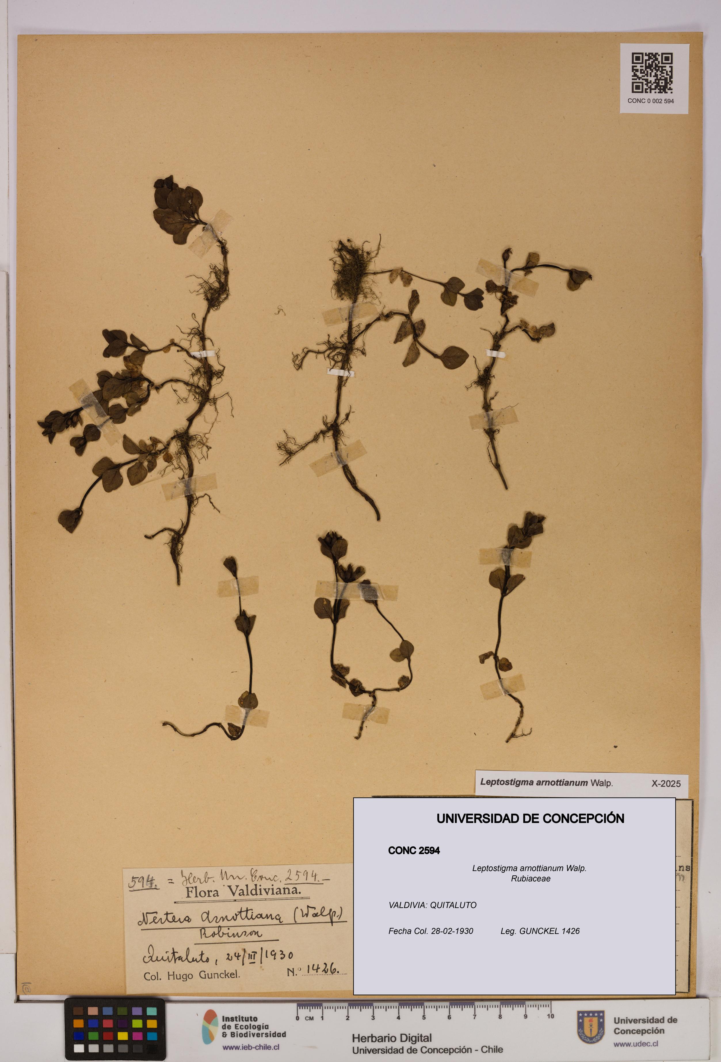 Leptostigma arnottianum [Espécimen: UDEC:CONC:0002594]