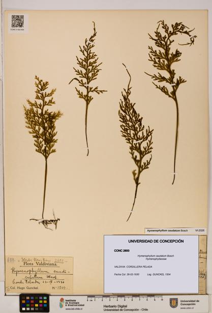 Hymenophyllum caudatum [Espécimen: UDEC:CONC:0002600]