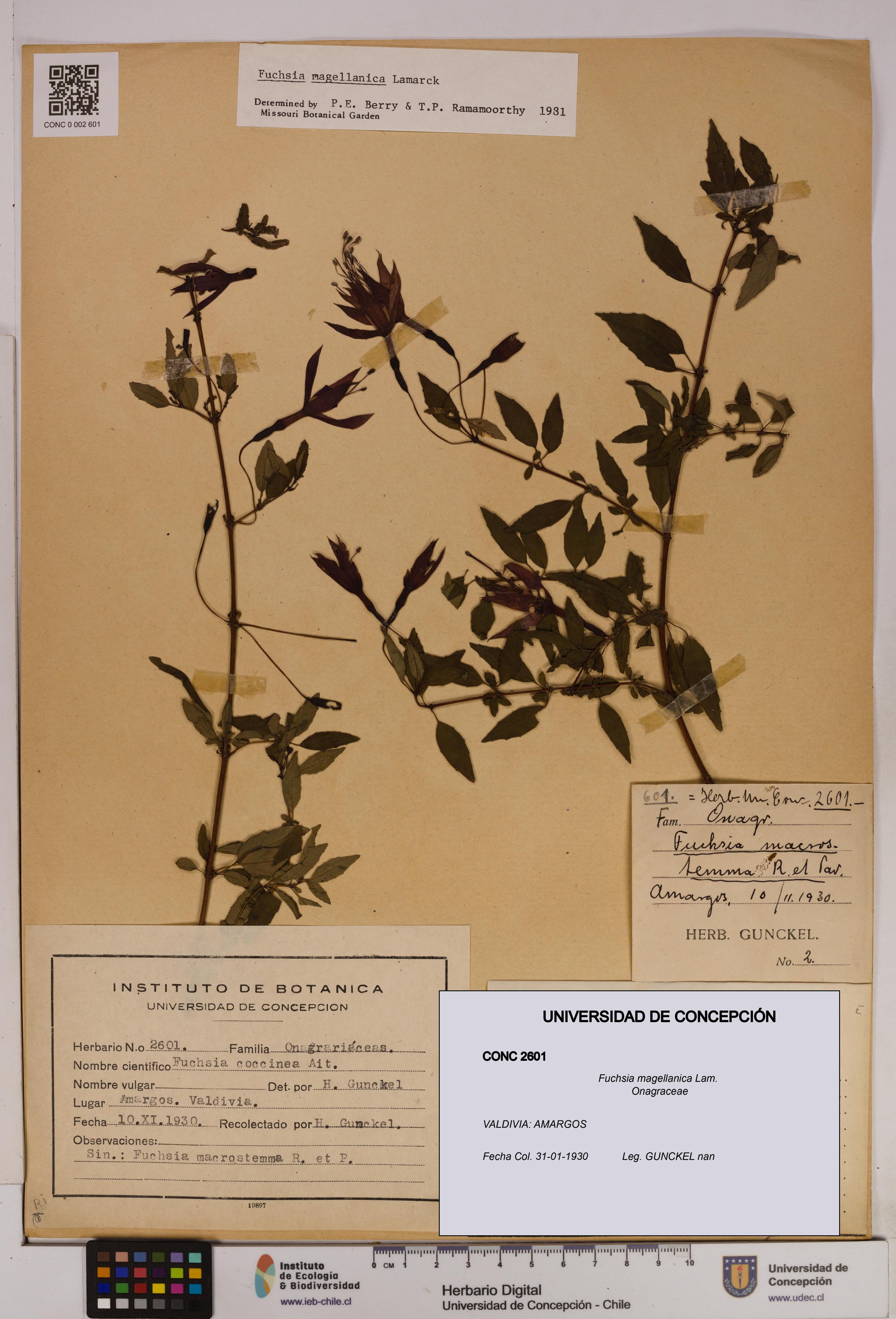 Fuchsia magellanica [Espécimen: UDEC:CONC:0002601]