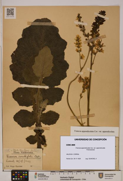 Francoa appendiculata [Espécimen: ]
