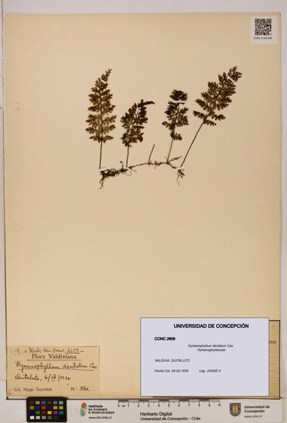 Hymenophyllum dentatum [Espécimen: UDEC:CONC:0002609]
