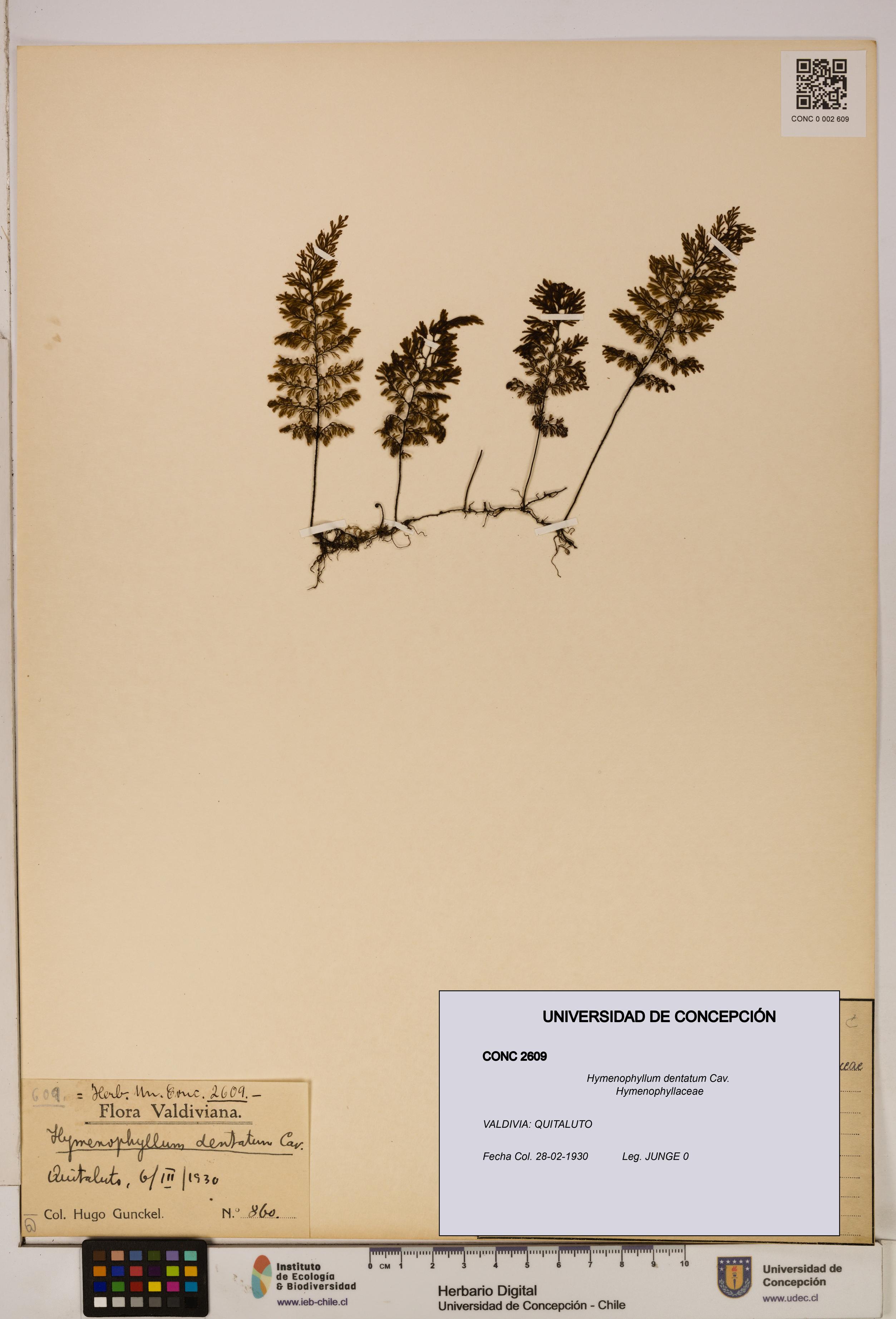 Hymenophyllum dentatum [Espécimen: UDEC:CONC:0002609]