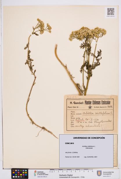 Achillea millefolium [Espécimen: ]