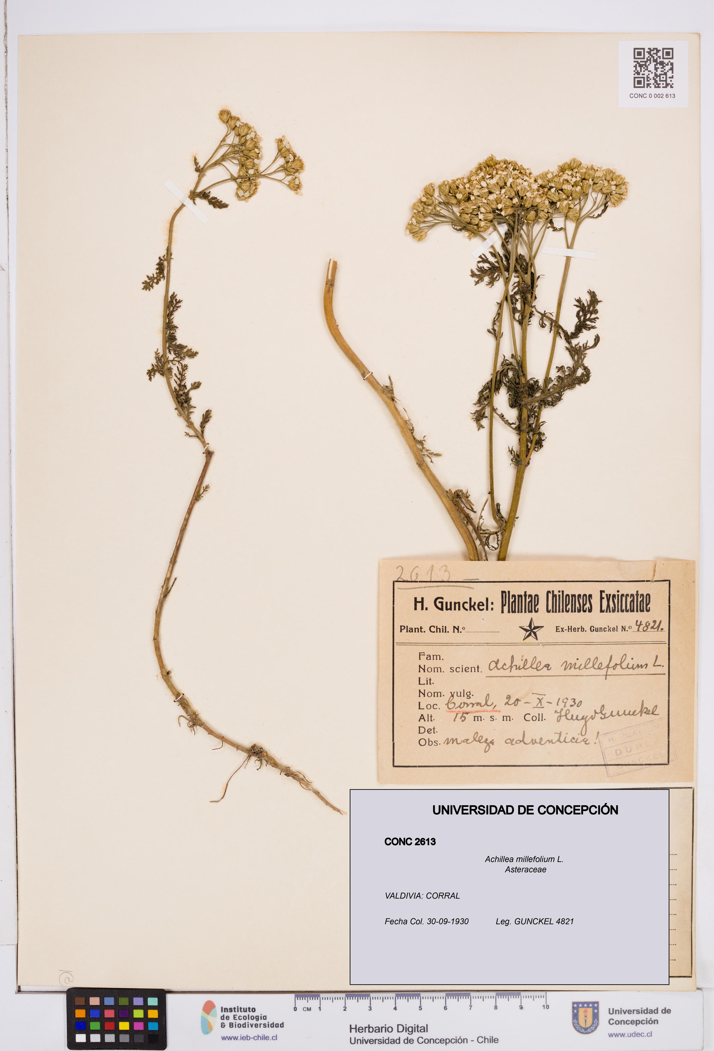 Achillea millefolium [Espécimen: ]